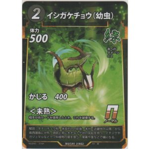 画像: イシガケチョウ（幼虫）