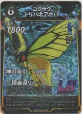 画像: ゴクラクトリバネアゲハ
