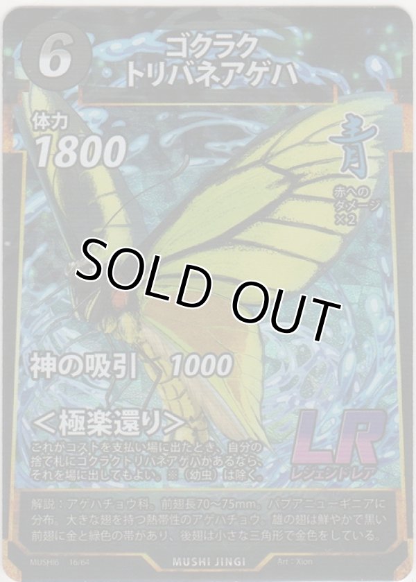 画像1: ゴクラクトリバネアゲハ