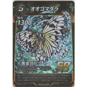 画像: オオゴマダラ