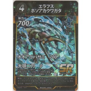 画像: エラフスホソアカクワガタ