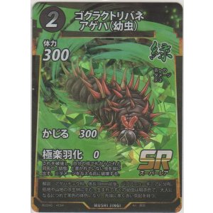 画像: ゴクラクトリバネアゲハ（幼虫）