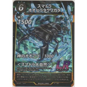 画像: スマトラオオヒラクワガタ