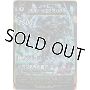 画像: スマトラオオヒラクワガタ