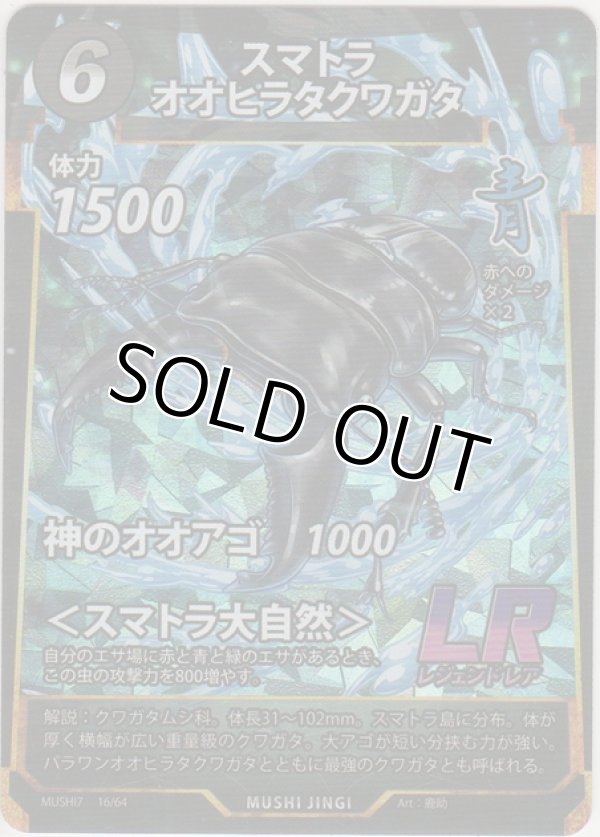 画像1: スマトラオオヒラクワガタ