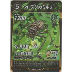 画像: シロスジカミキリ