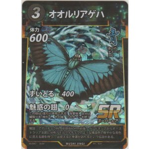 画像: オオルリアゲハ