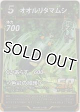 画像: オオルリタマムシ