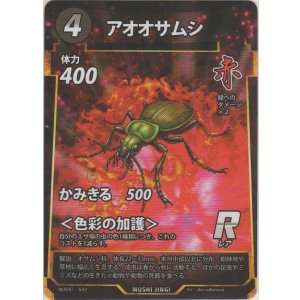 画像: アオオサムシ