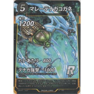 画像: マレーテナガコガネ