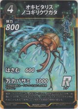 画像: オキピタリスノコギリクワガタ