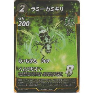 画像: ラミーカミキリ