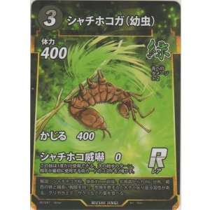 画像: シャチホコガ（幼虫）