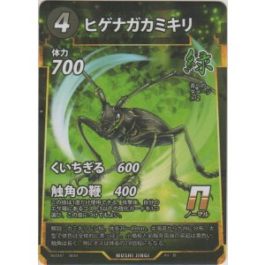 画像: ヒゲナガカミキリ