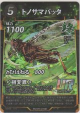 画像: トノサマバッタ
