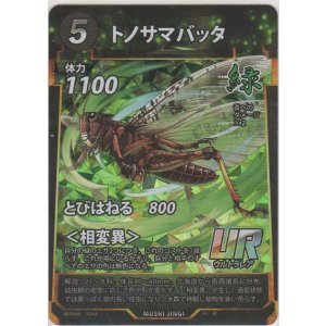 画像: トノサマバッタ