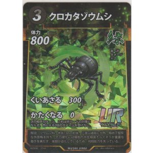 画像: クロカタゾウムシ