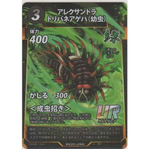 画像: アレクサンドラトリバネアゲハ（幼虫）
