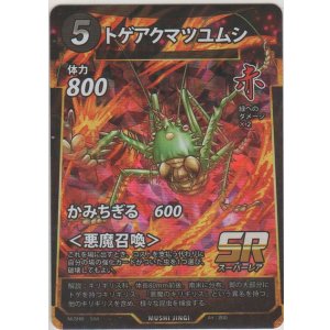 画像: トゲアクマツユムシ