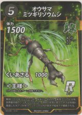 画像: オウサマミツギリゾウムシ