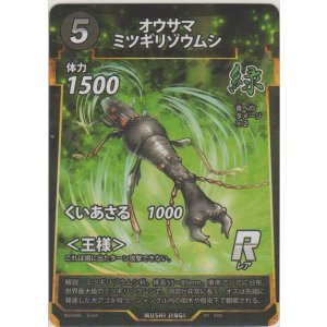 画像: オウサマミツギリゾウムシ