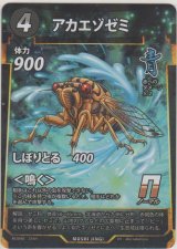 画像: アカエゾゼミ