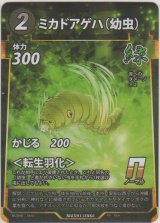 画像: ミカドアゲハ（幼虫）