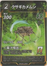 画像: クサギカメムシ