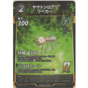 画像: ヤマトシロアリワーカー