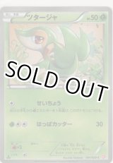 画像: ツタージャ