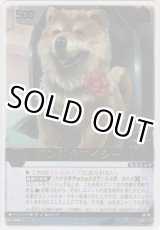 画像: デンジ犬アイシー