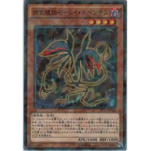 画像: 捕食植物モーレイ・ネペンテス【ノーマルパラレル】
