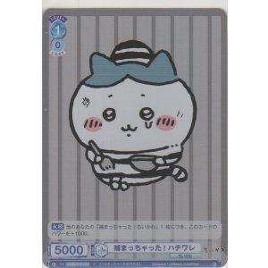 画像: 捕まっちゃった！ ハチワレ