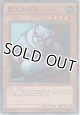 画像: 巨大ネズミ【ノーマル】