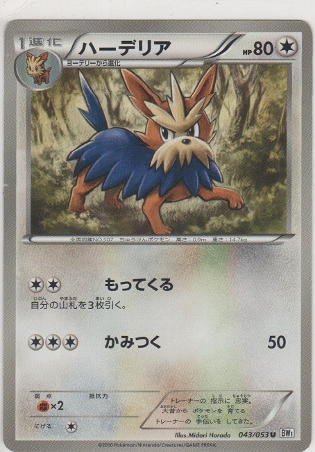 画像1: ハーデリア