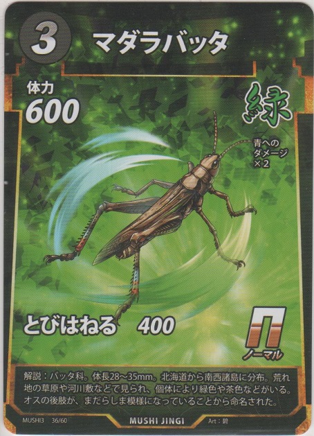 画像1: マダラバッタ