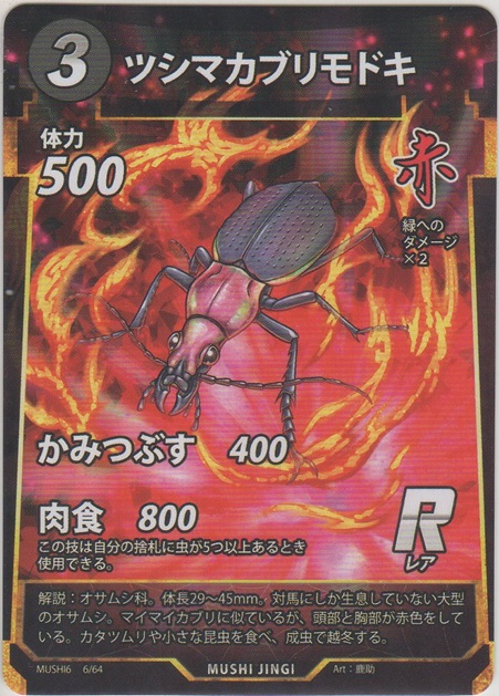 画像1: ツシマカブリモドキ