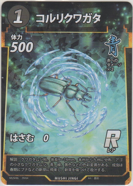 画像1: コルリクワガタ