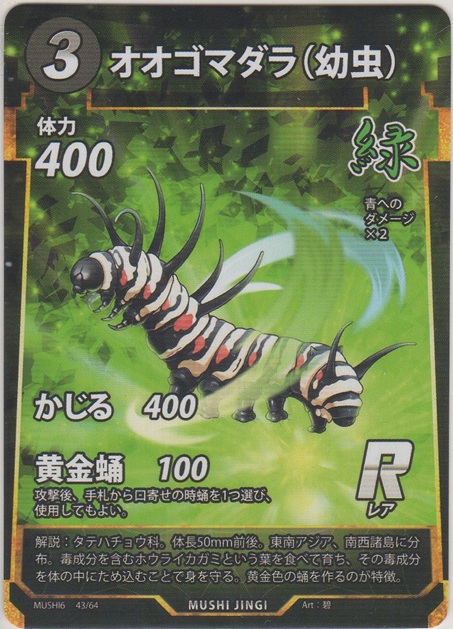 画像1: オオゴマダラ（幼虫）