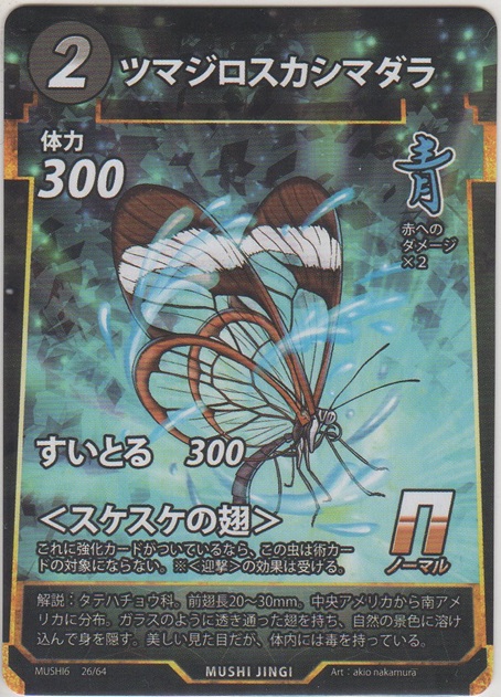 画像1: ツマジロスカシマダラ