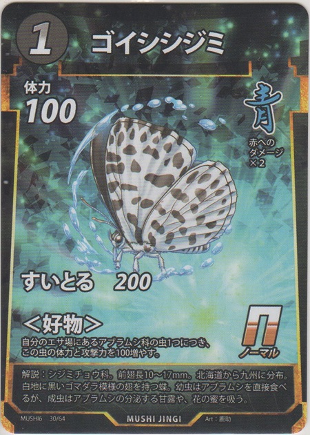 画像1: ゴイシシジミ