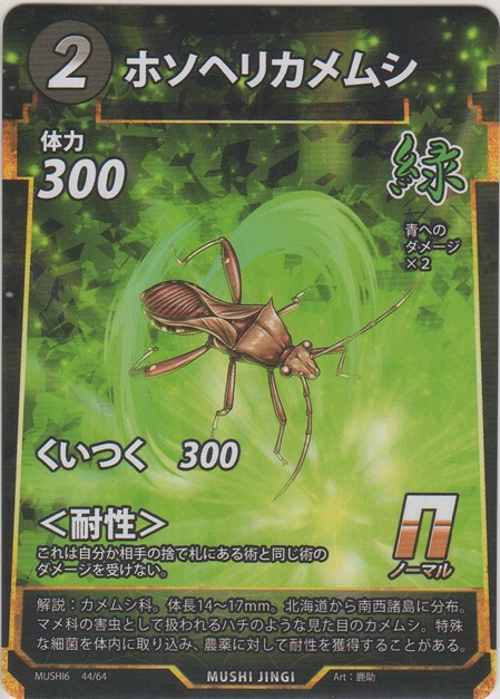 画像1: ホソヘリカメムシ