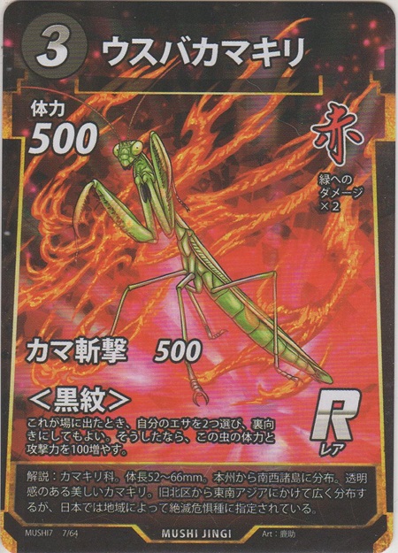 画像1: ウスバカマキリ